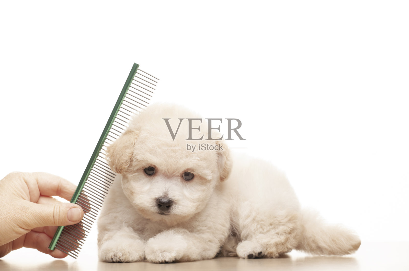 图像狗毛刷手白色背景照片摄影图片