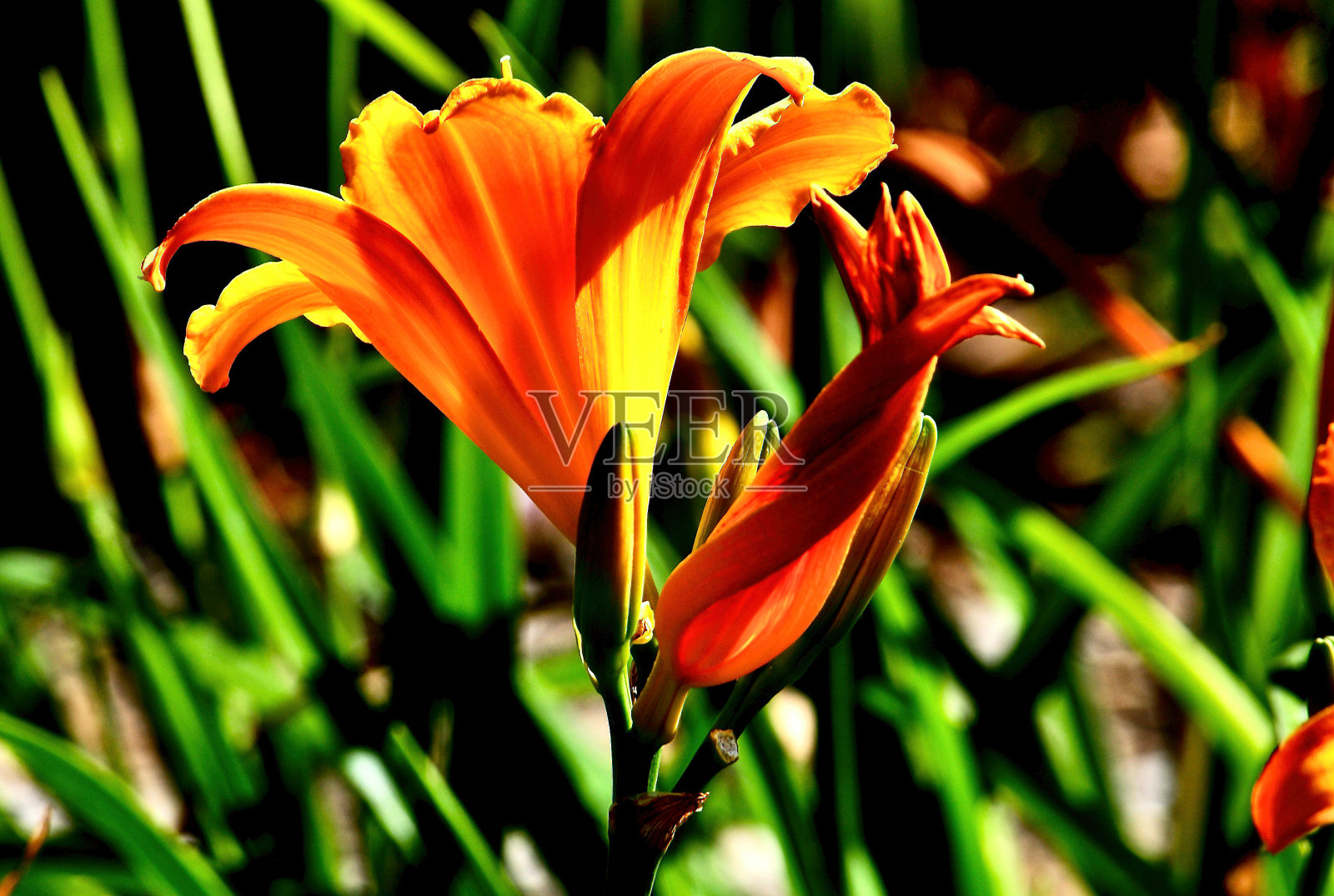 阳光下的橙色百合照片摄影图片