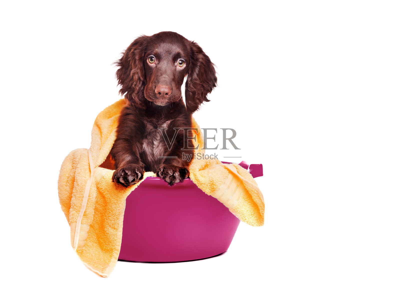 漂亮的可卡犬小狗在盆里洗澡照片摄影图片