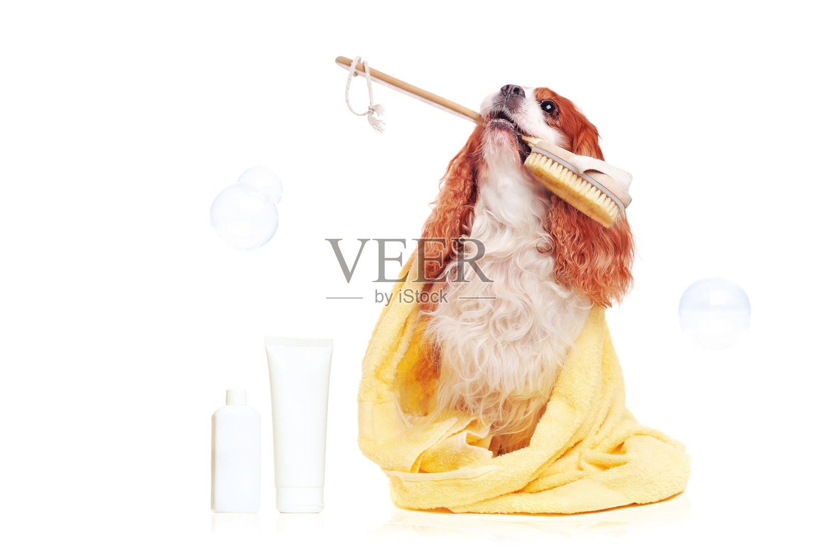 漂亮的查尔斯王猎犬沐浴后照片摄影图片