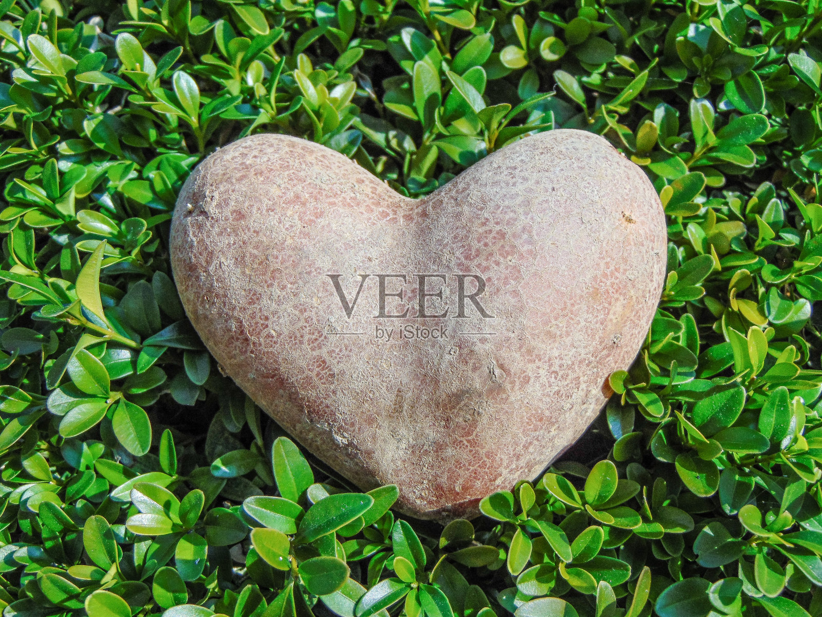 罗马尼亚马拉穆雷斯发现的心形土豆照片摄影图片