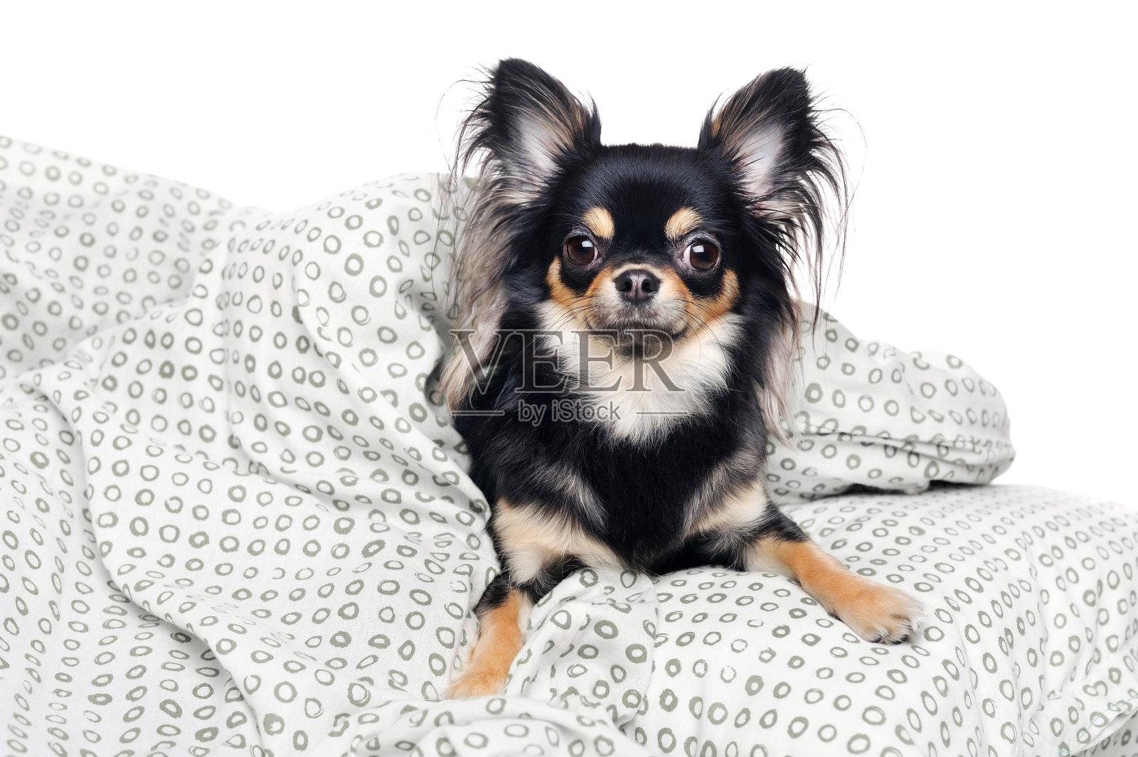 吉娃娃在床上睡觉照片摄影图片