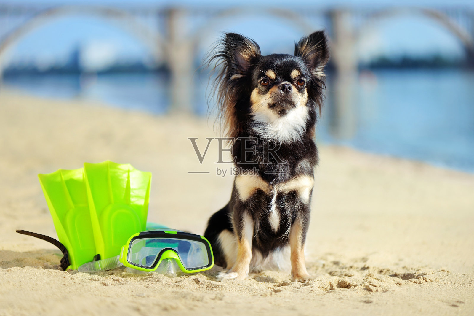 坐在沙滩上的吉娃娃带着潜水鳍和面具照片摄影图片