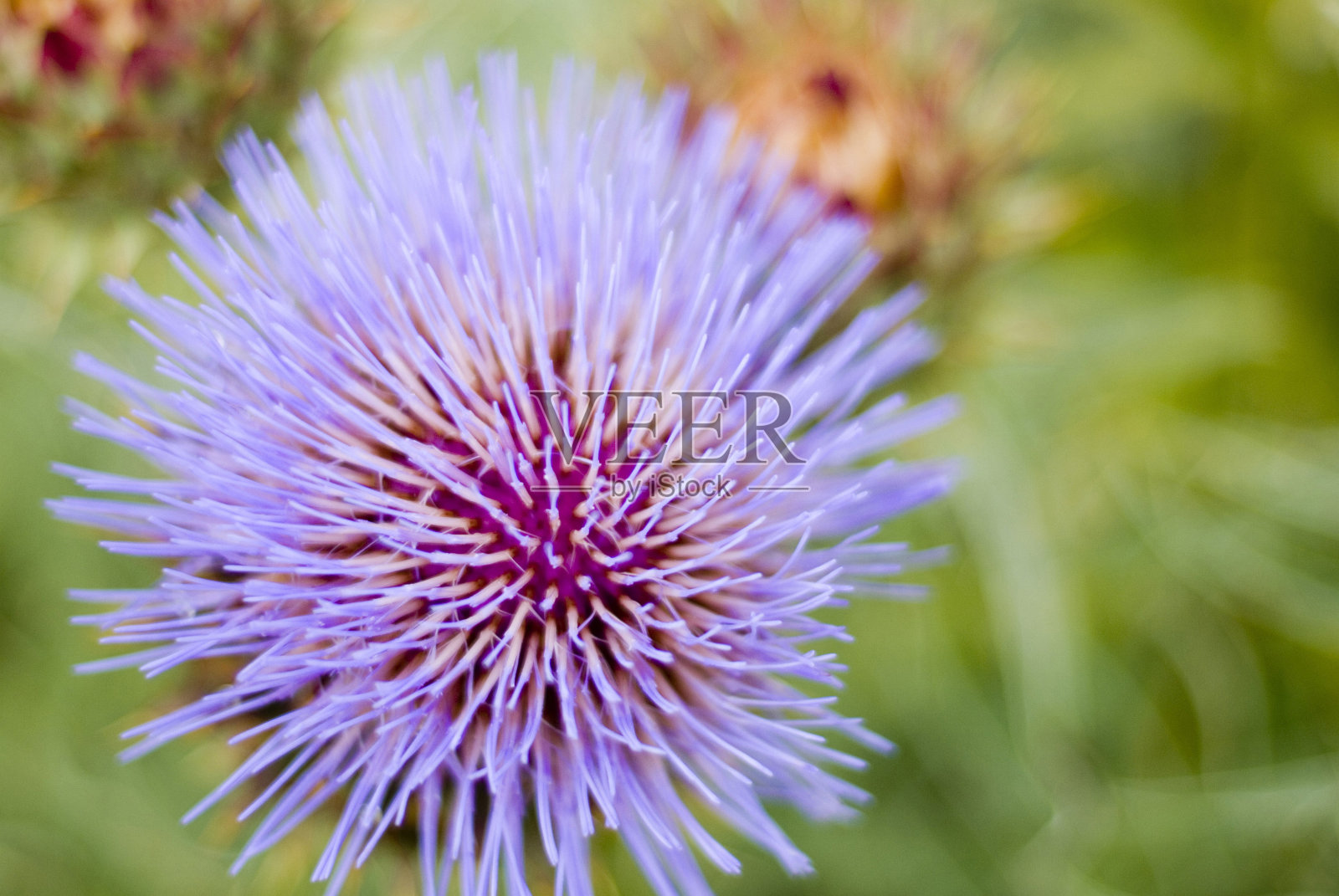 紫色的蓟照片摄影图片
