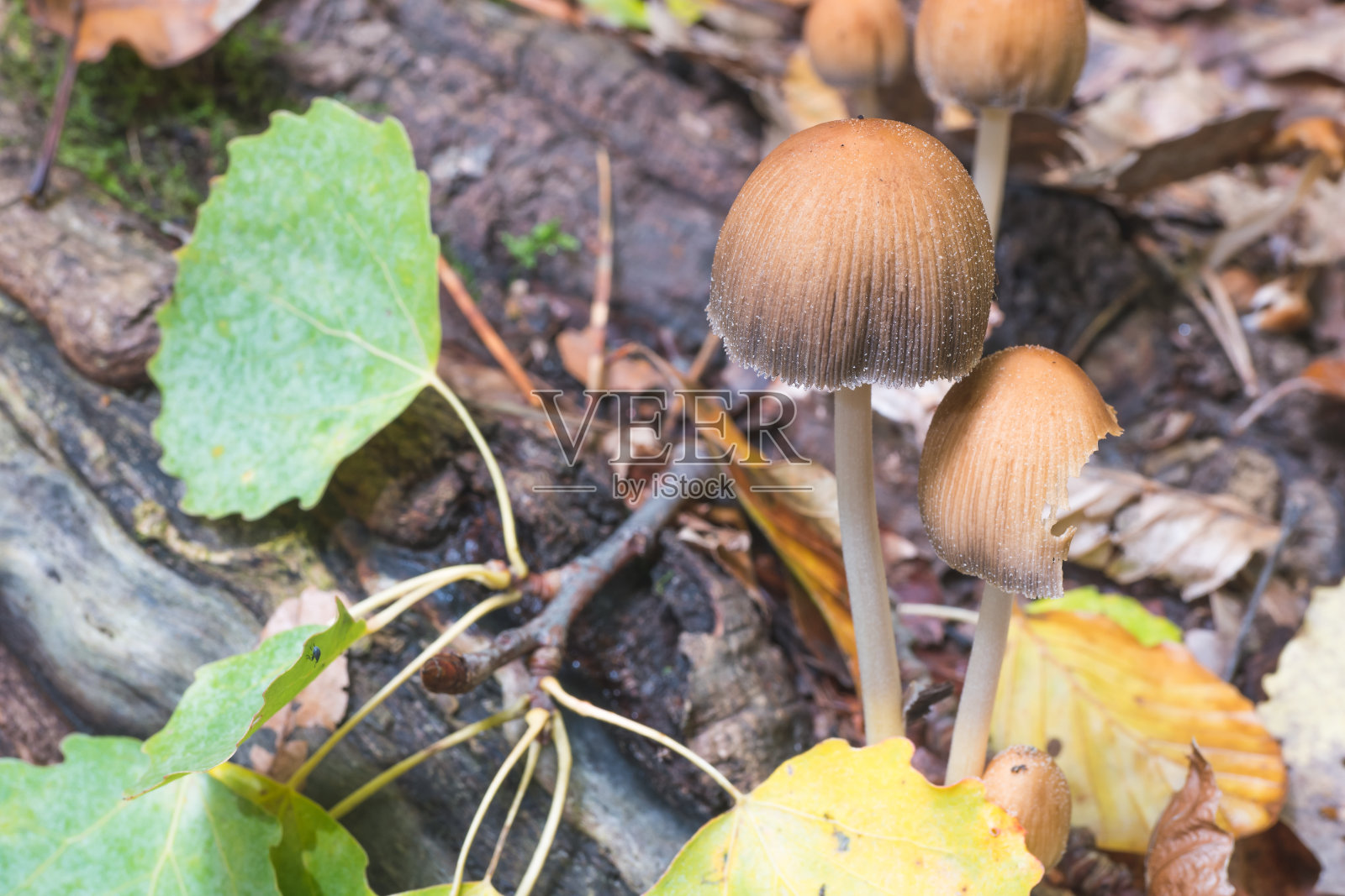 云母帽或有光泽的蘑菇科学冬菇。照片摄影图片