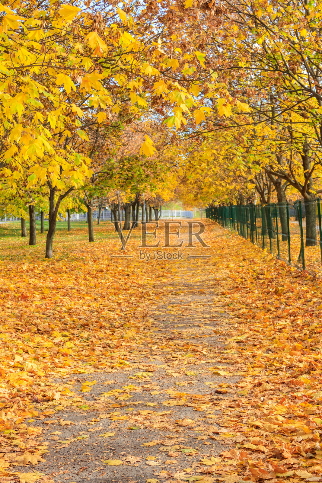 秋天，城市公园里有黄色枫树的巷子照片摄影图片