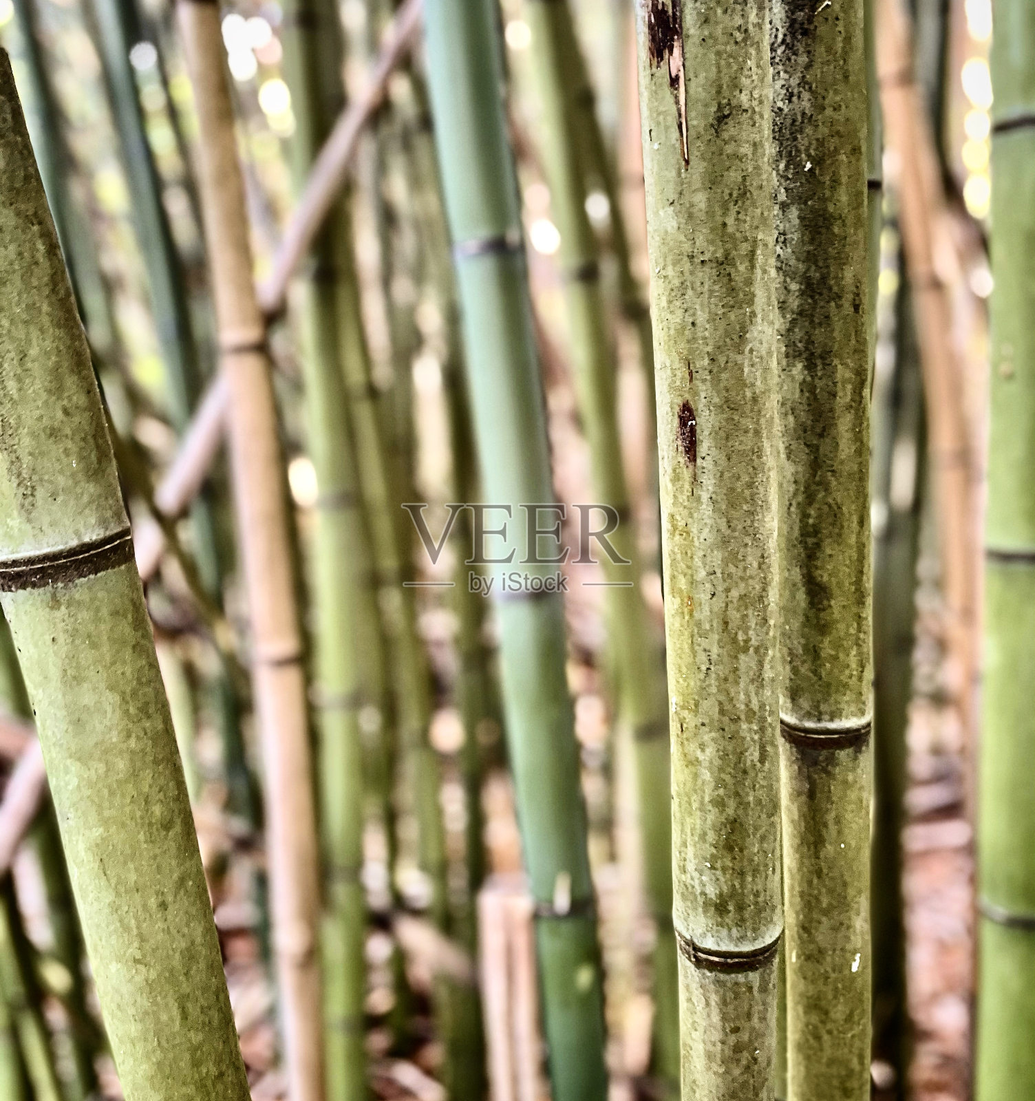 竹林照片摄影图片