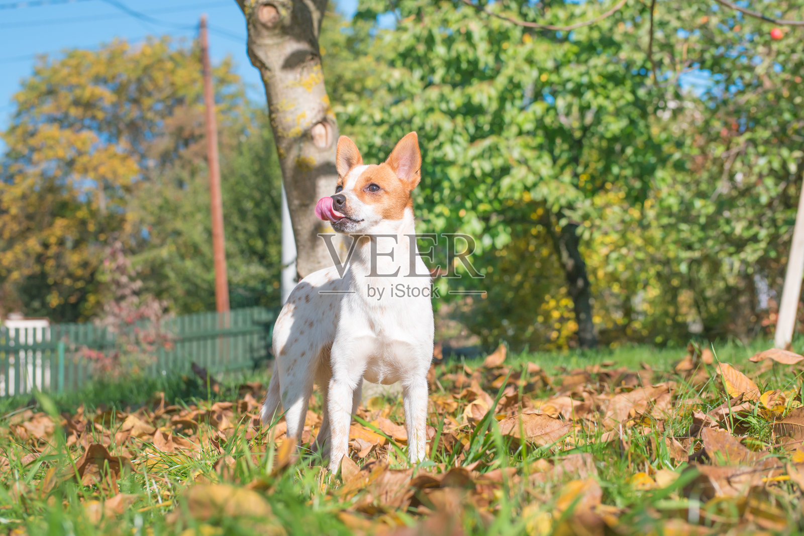 杰克罗素梗杂交小狗伸出舌头。狗肖像。照片摄影图片