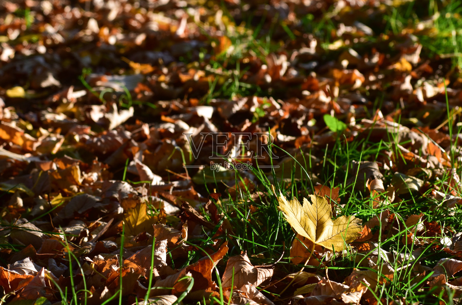 秋天，落叶覆盖了嫩绿的小草照片摄影图片