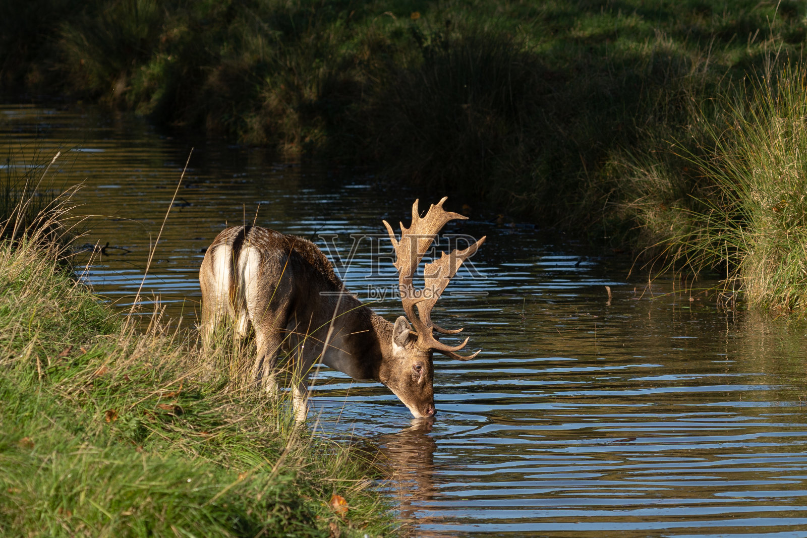 有大鹿角的雄鹿在阳光明媚的日子里从河里喝水照片摄影图片