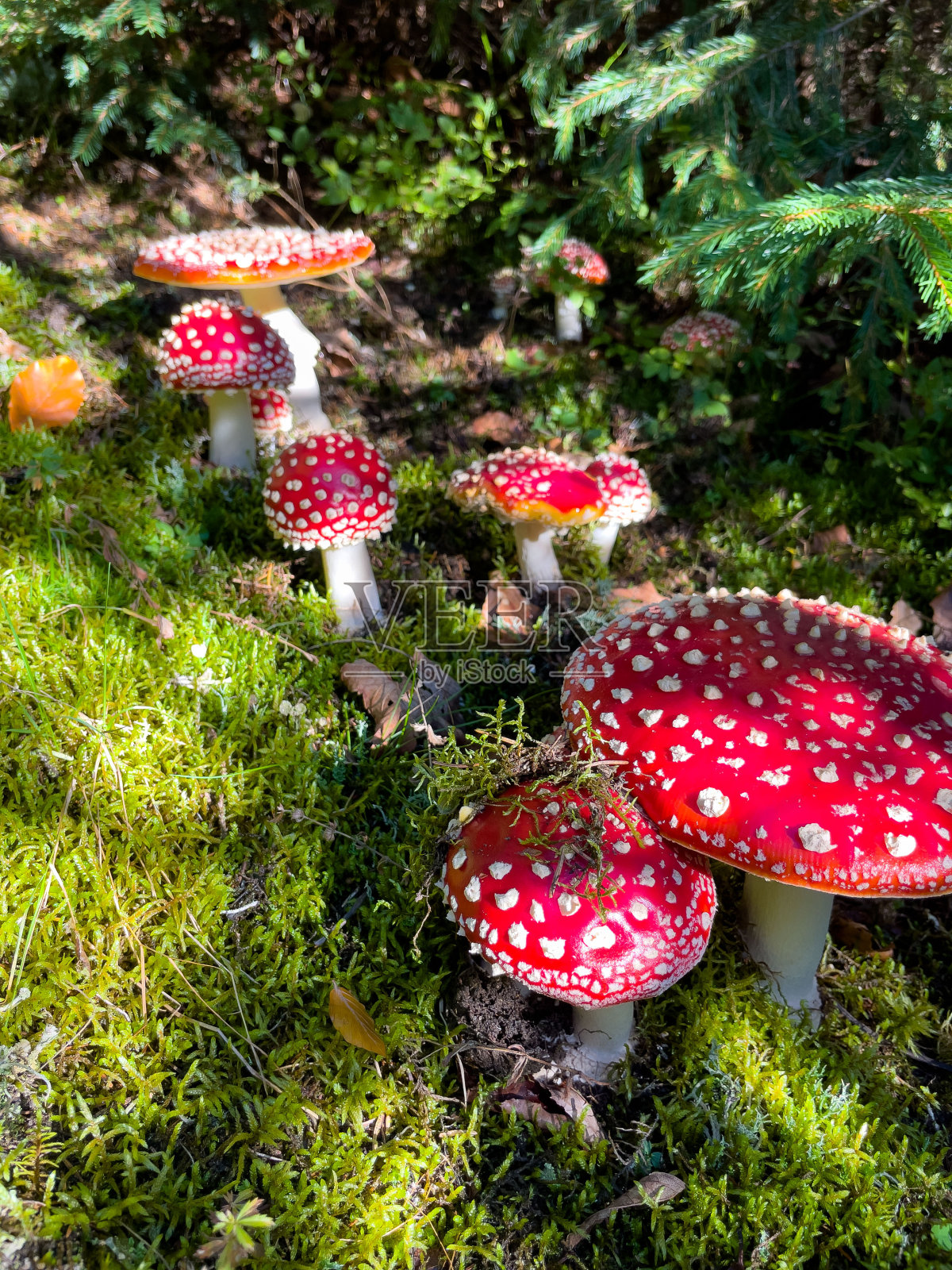 有毒的蘑菇照片摄影图片