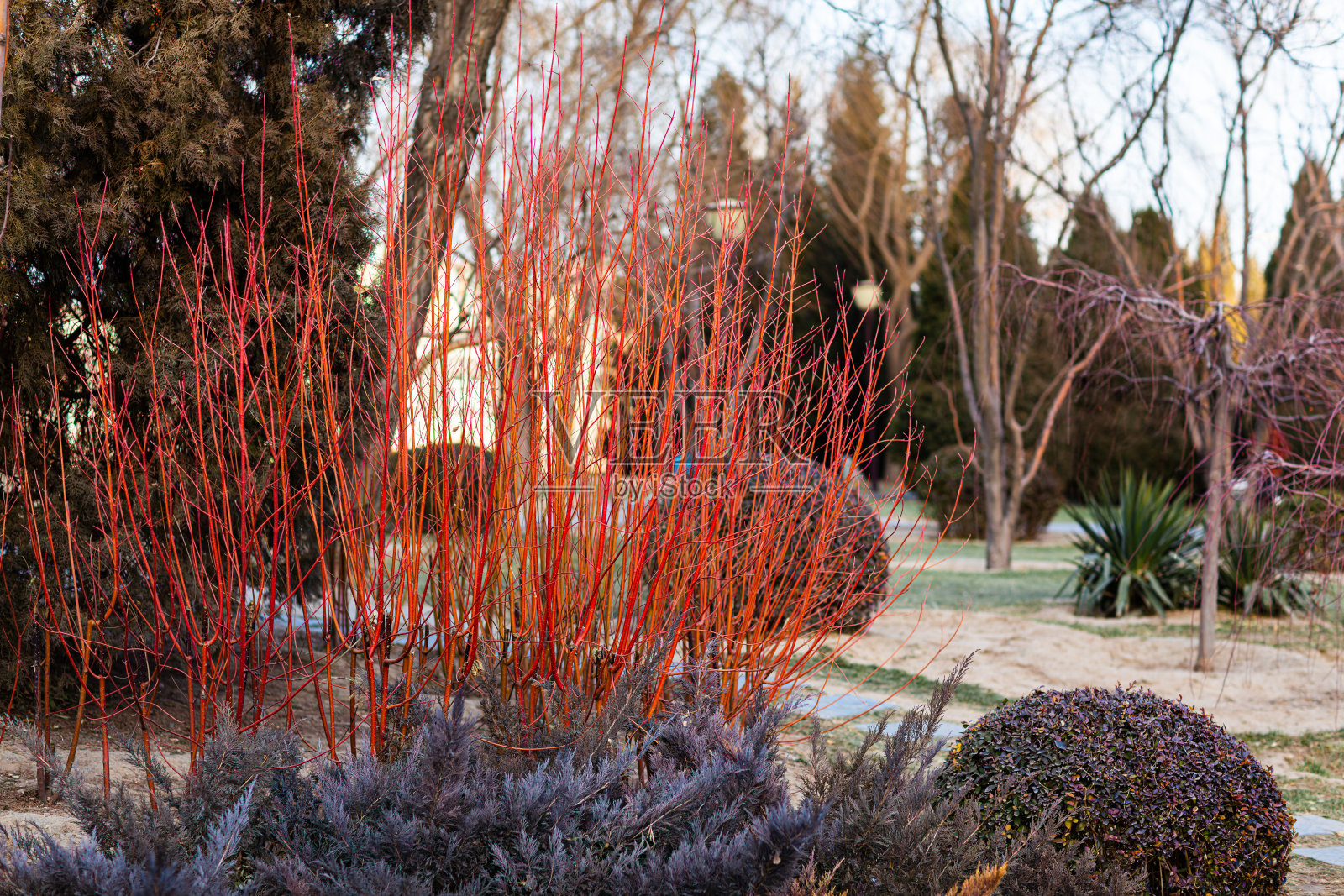 冬季公园景观照片摄影图片