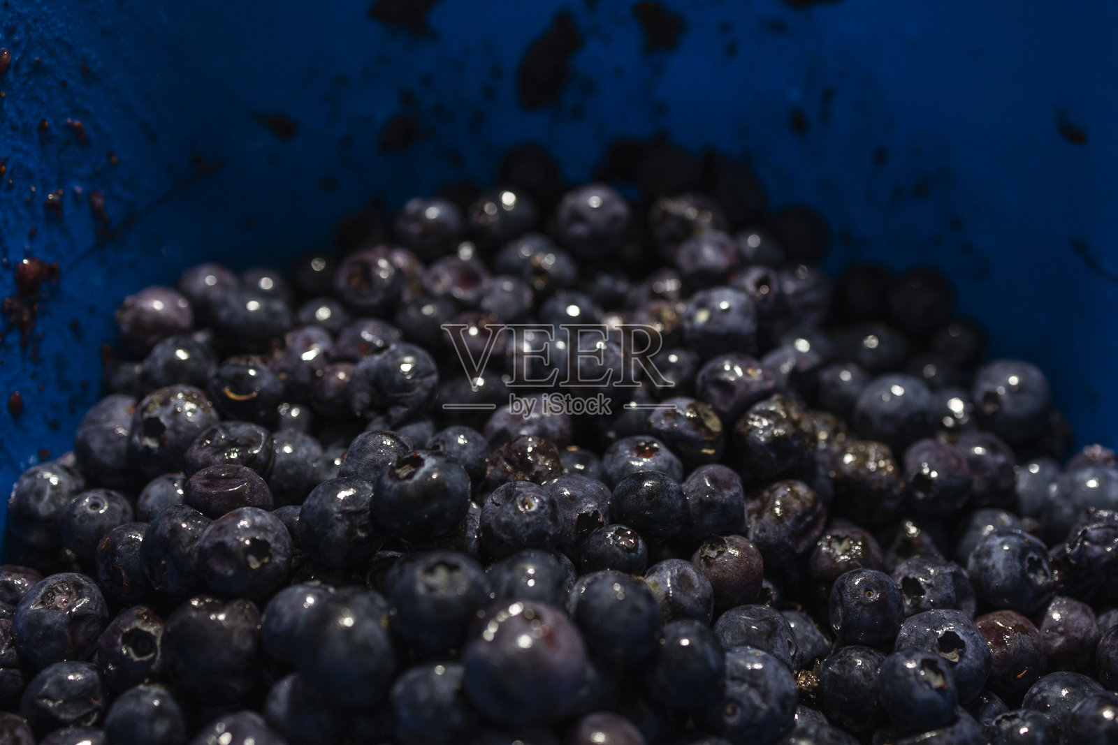 蓝色桶里的坏蓝莓。照片摄影图片