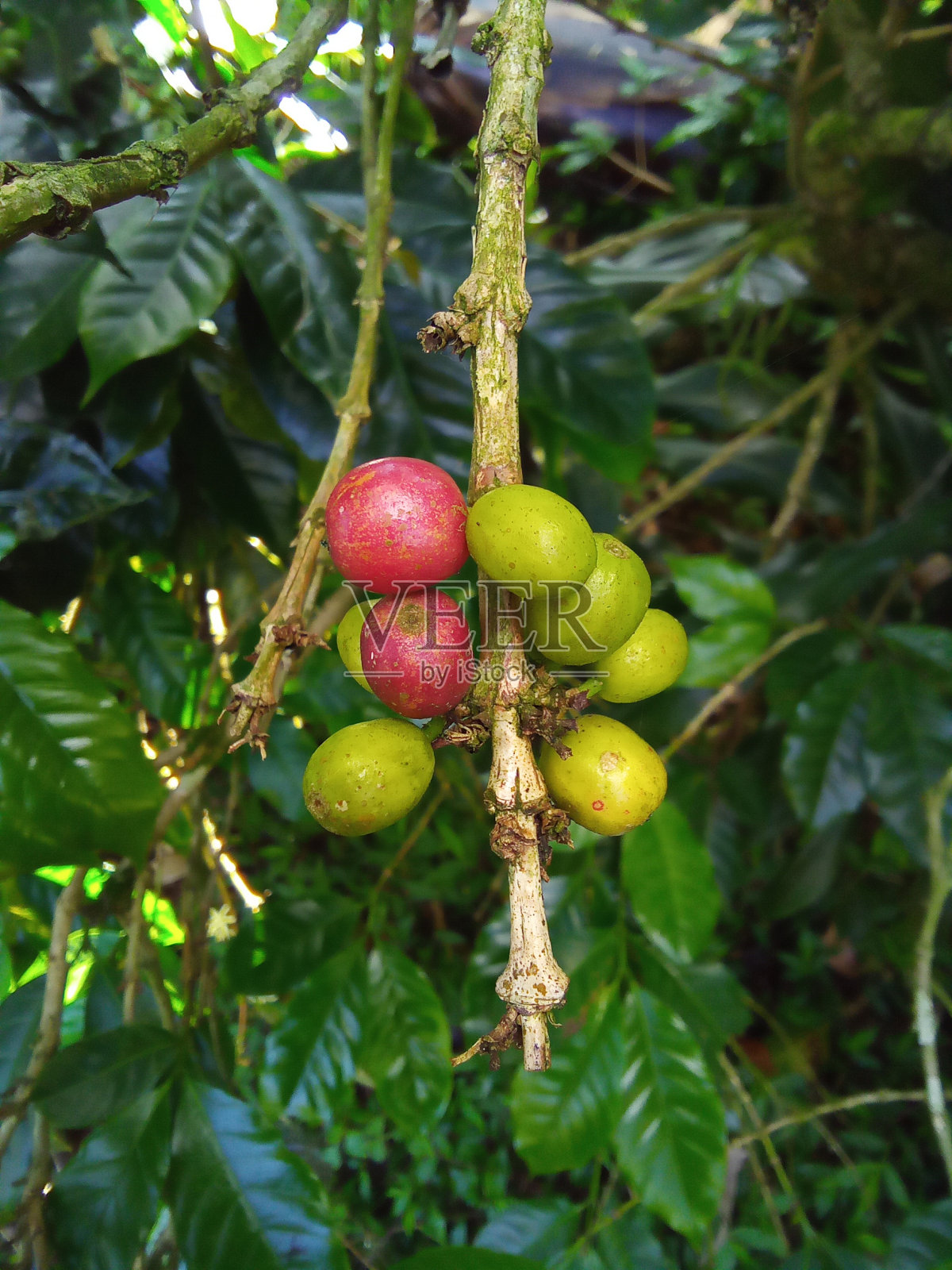 咖啡豆照片摄影图片