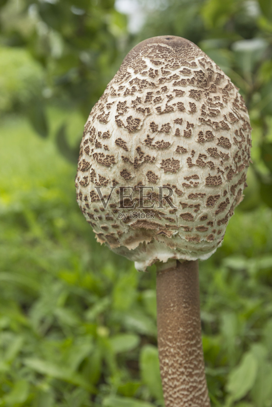 伞菇(大伞菇或伞菇)，帽未完全展开。7月照片摄影图片