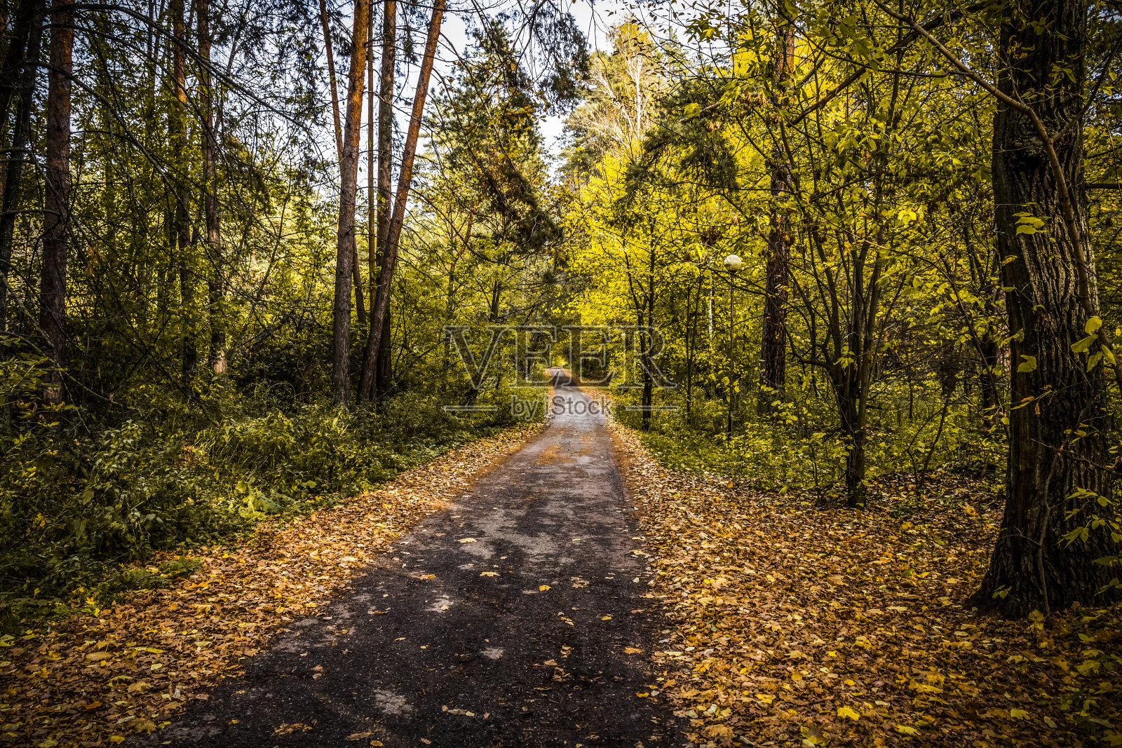 秋天森林里的路照片摄影图片
