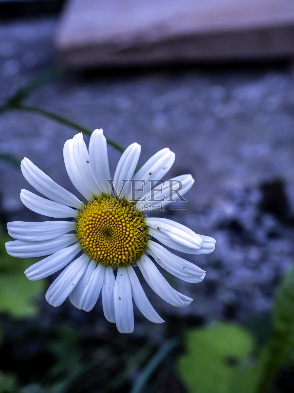 绿色自然背景上的白色雏菊照片摄影图片
