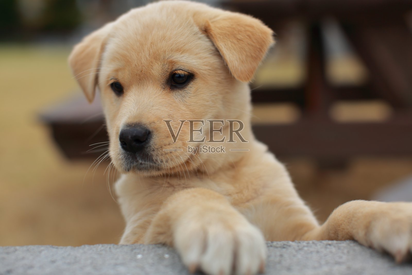 围栏外好奇的小狗照片摄影图片