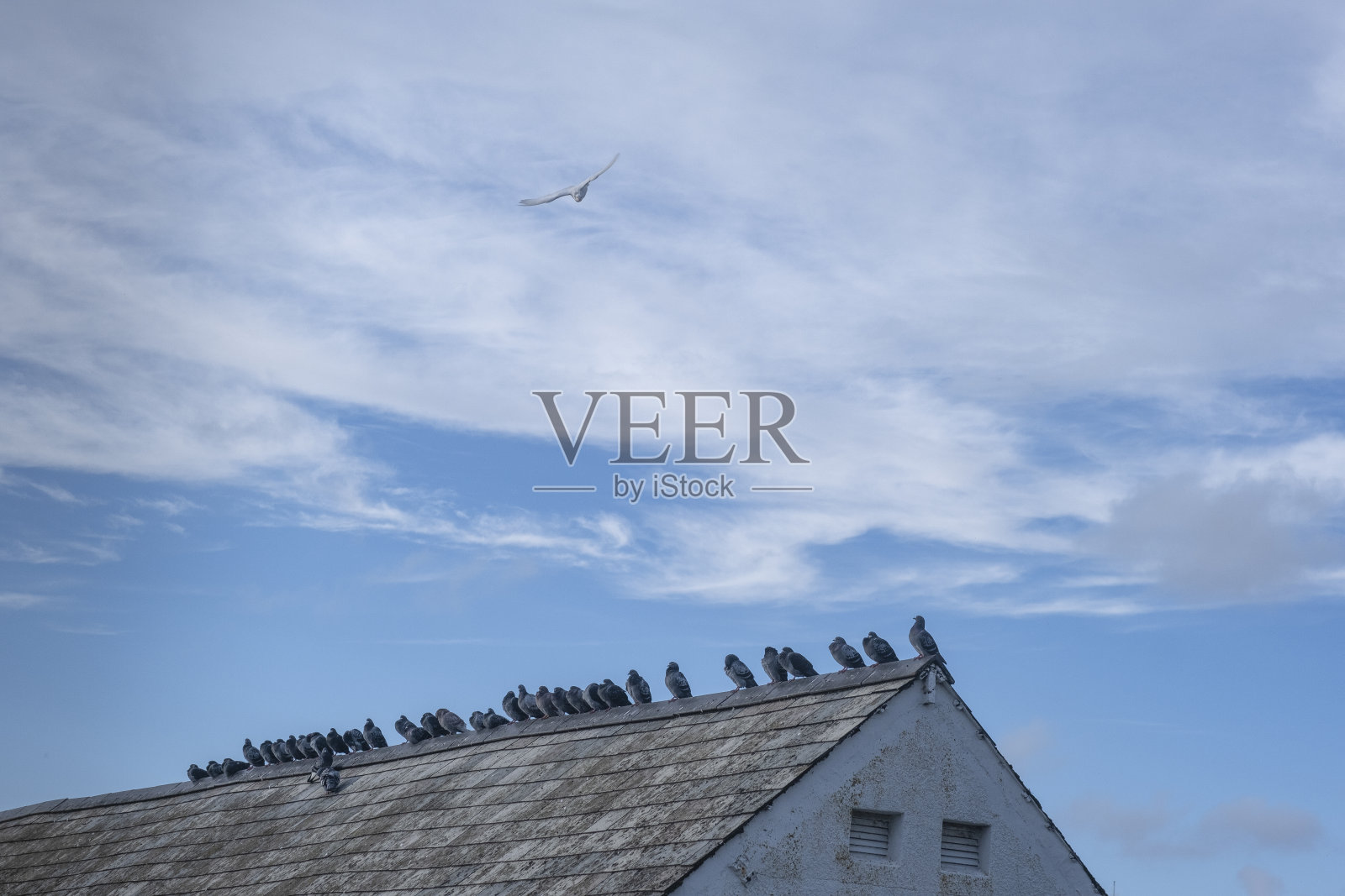 屋顶上的一排鸽子照片摄影图片