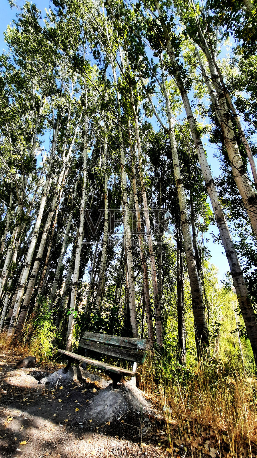 板凳在树下照片摄影图片