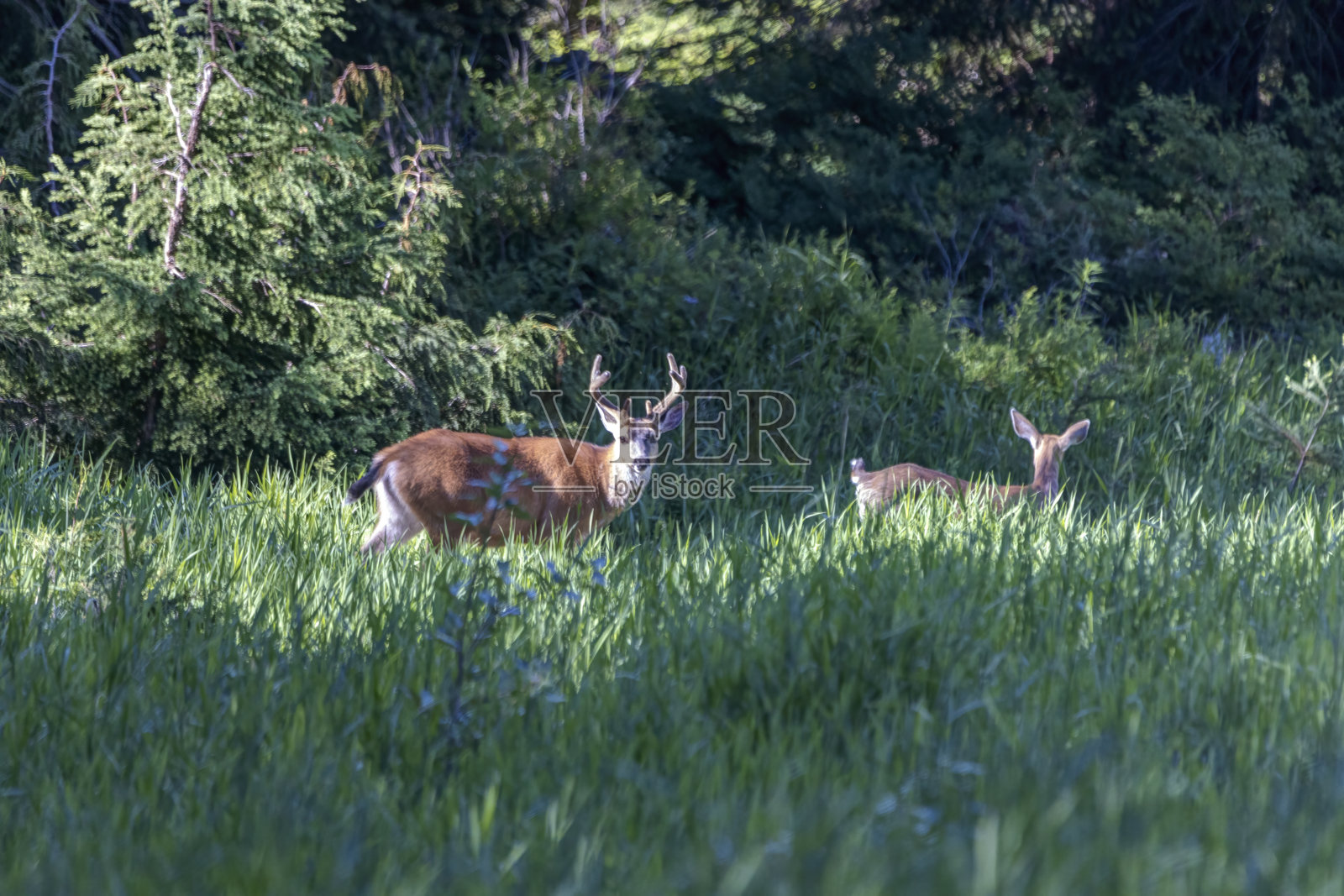 草地上的黑尾鹿照片摄影图片