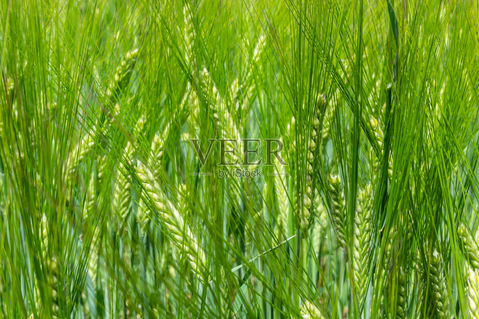 农业田间生长绿色黑麦，农业为获取粮食作物，黑麦是年轻的绿色和尚不成熟的，农业作物黑麦特写照片摄影图片