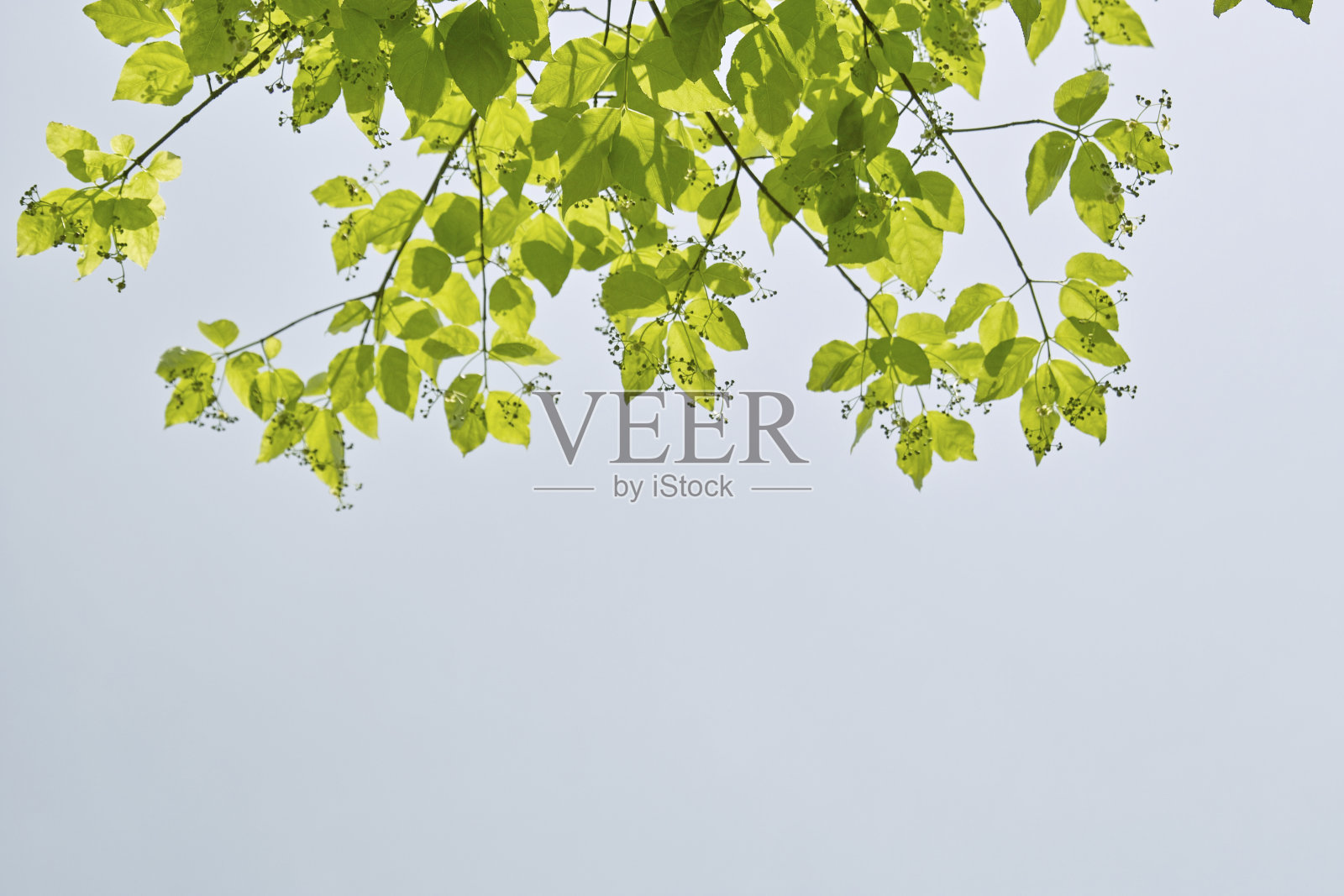 年轻的叶子照片摄影图片