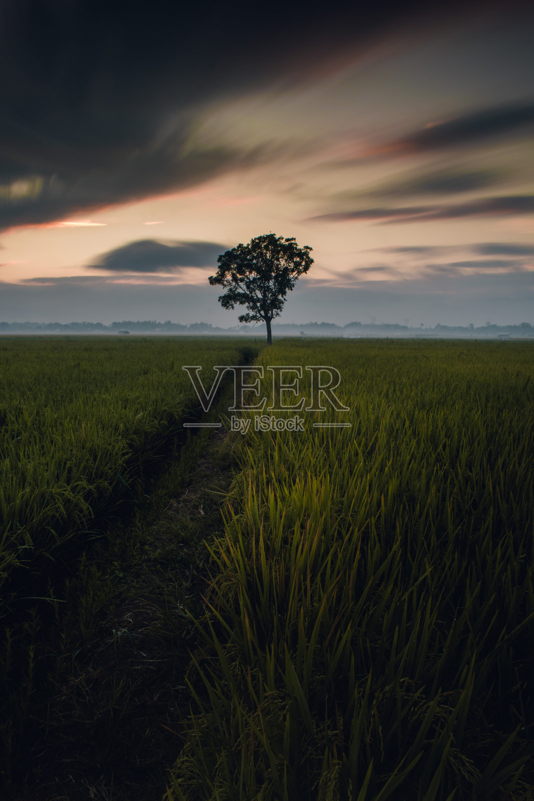 一个孤独的树照片摄影图片