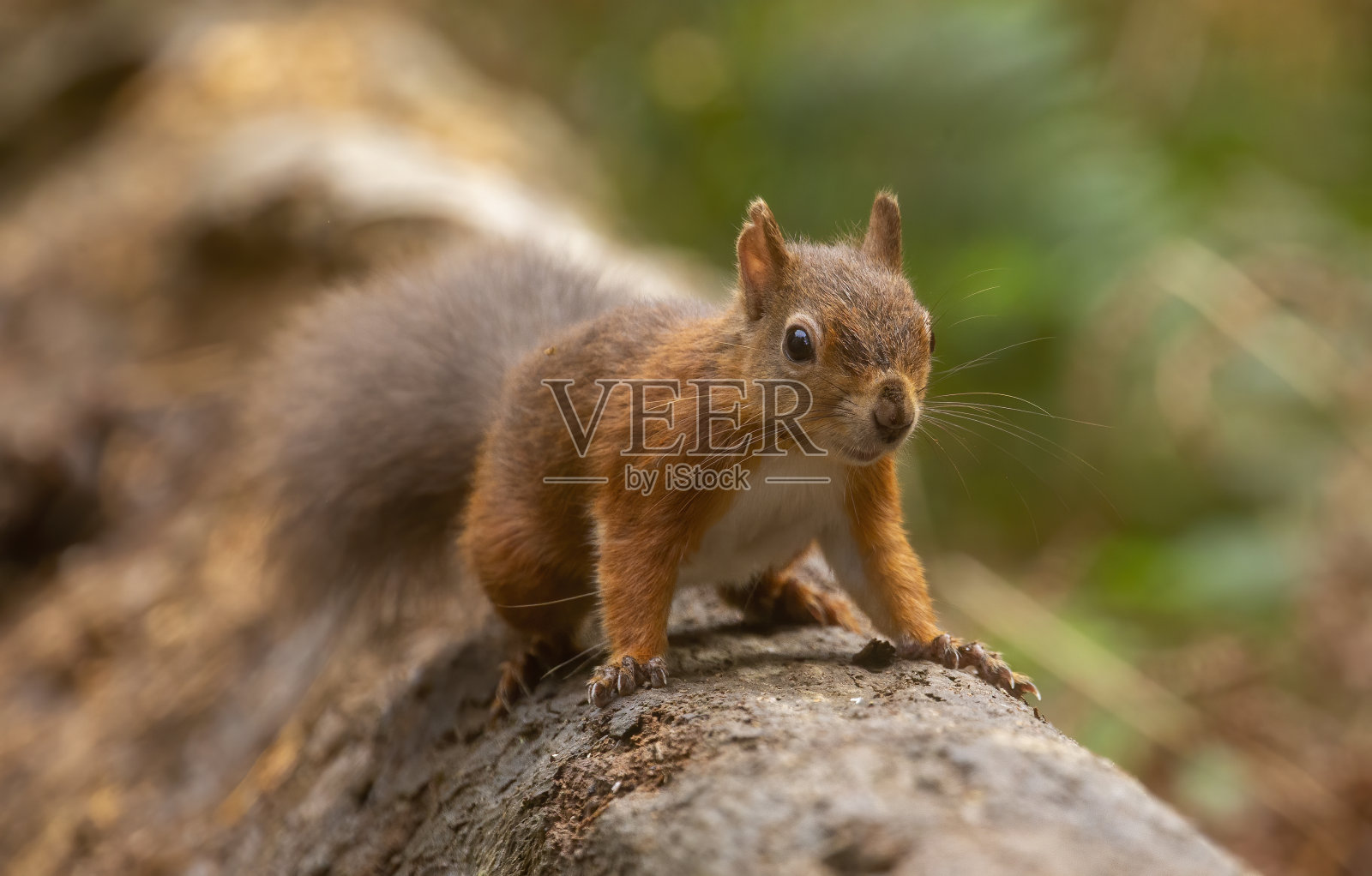 红松鼠照片摄影图片