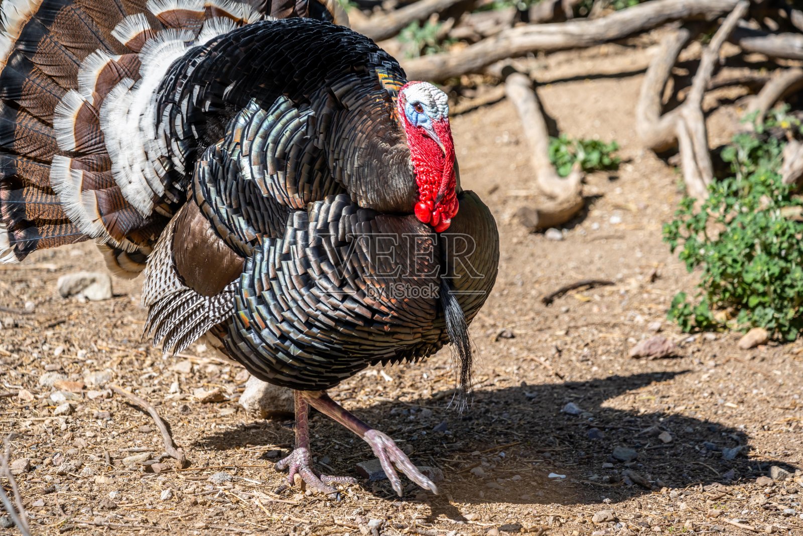 亚利桑那州马德拉峡谷的一只大型土耳其秃鹫照片摄影图片