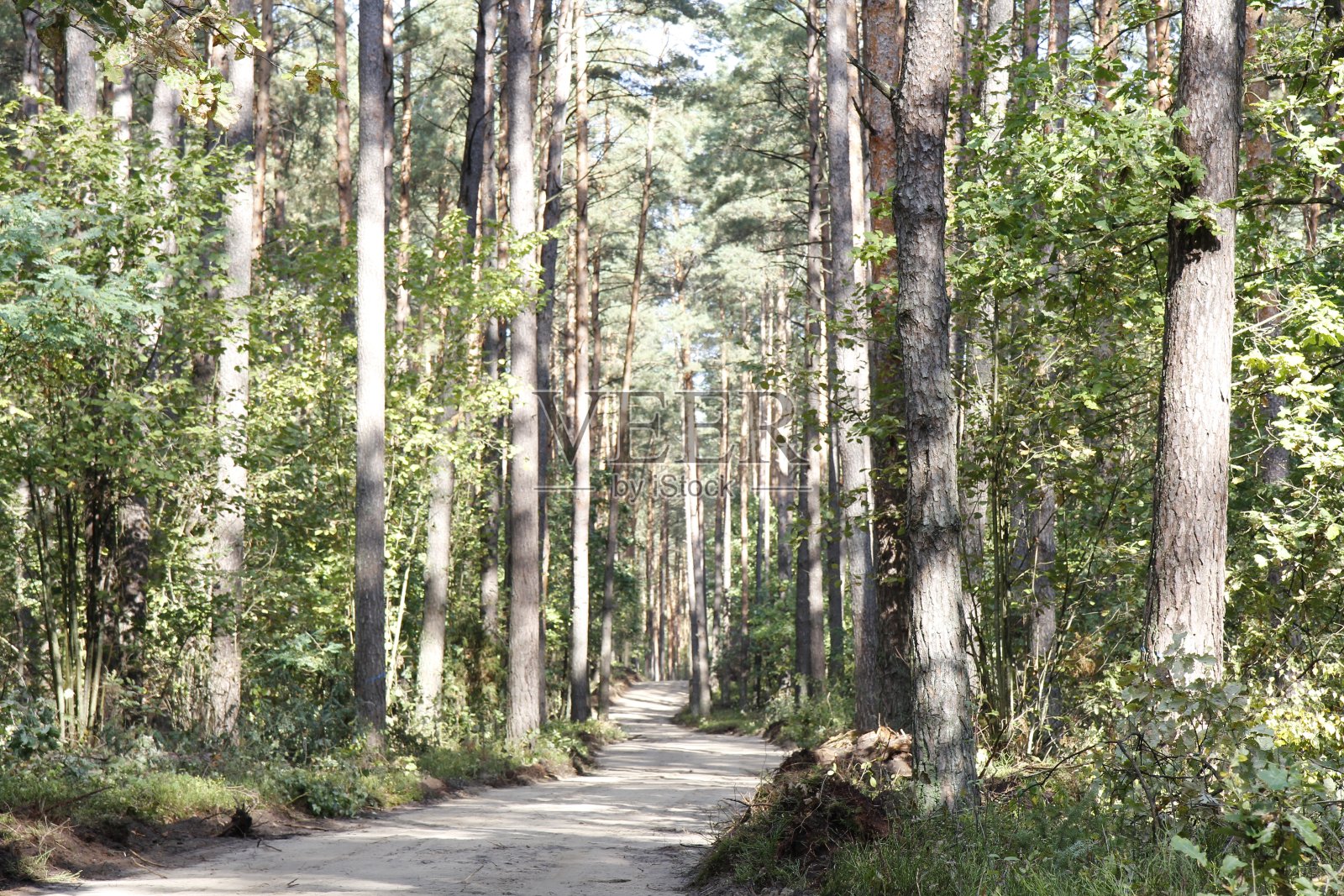 穿过森林的路照片摄影图片