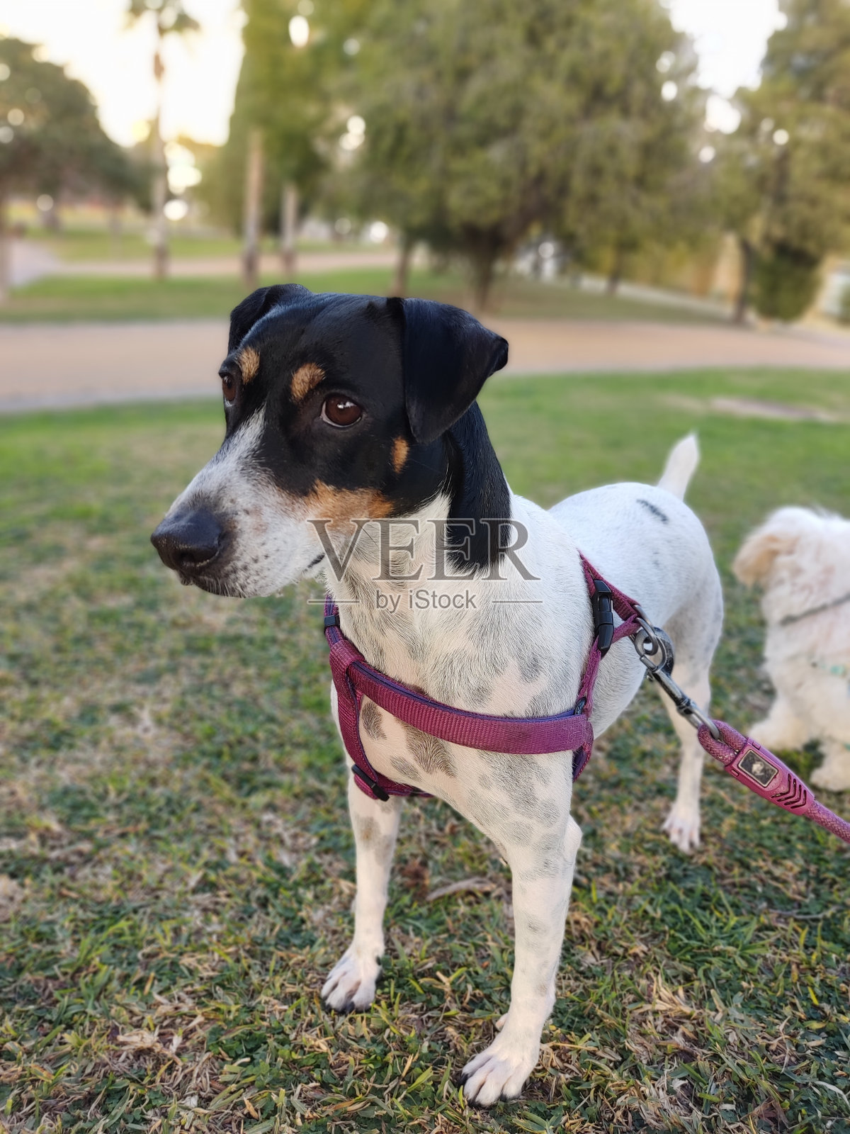 狗照片摄影图片