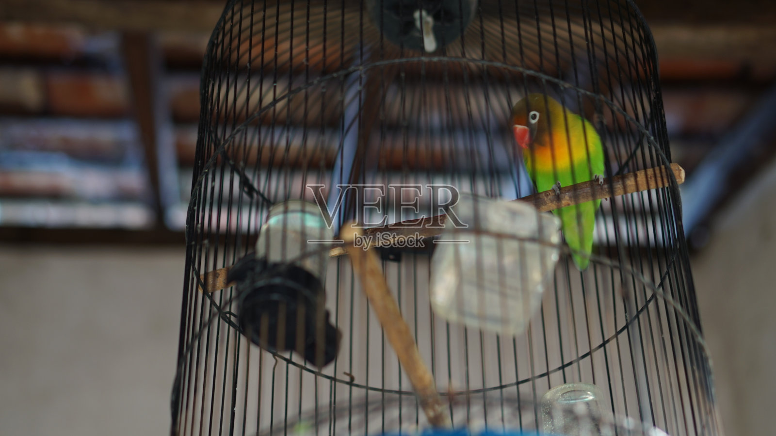 笼子里照片摄影图片