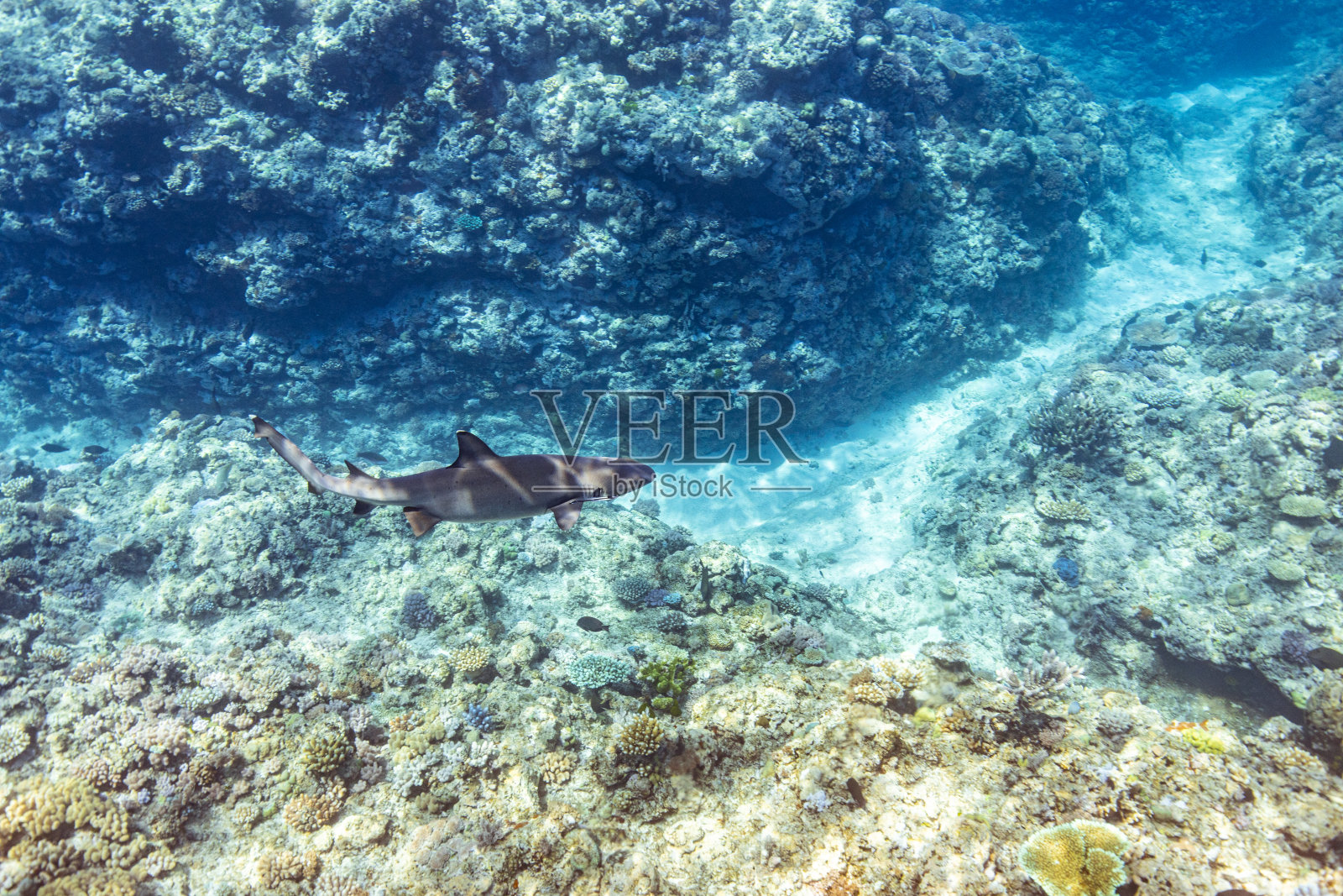 水下自然背景的健康珊瑚礁生态系统与鲨鱼游泳在蓝色的海水照片摄影图片