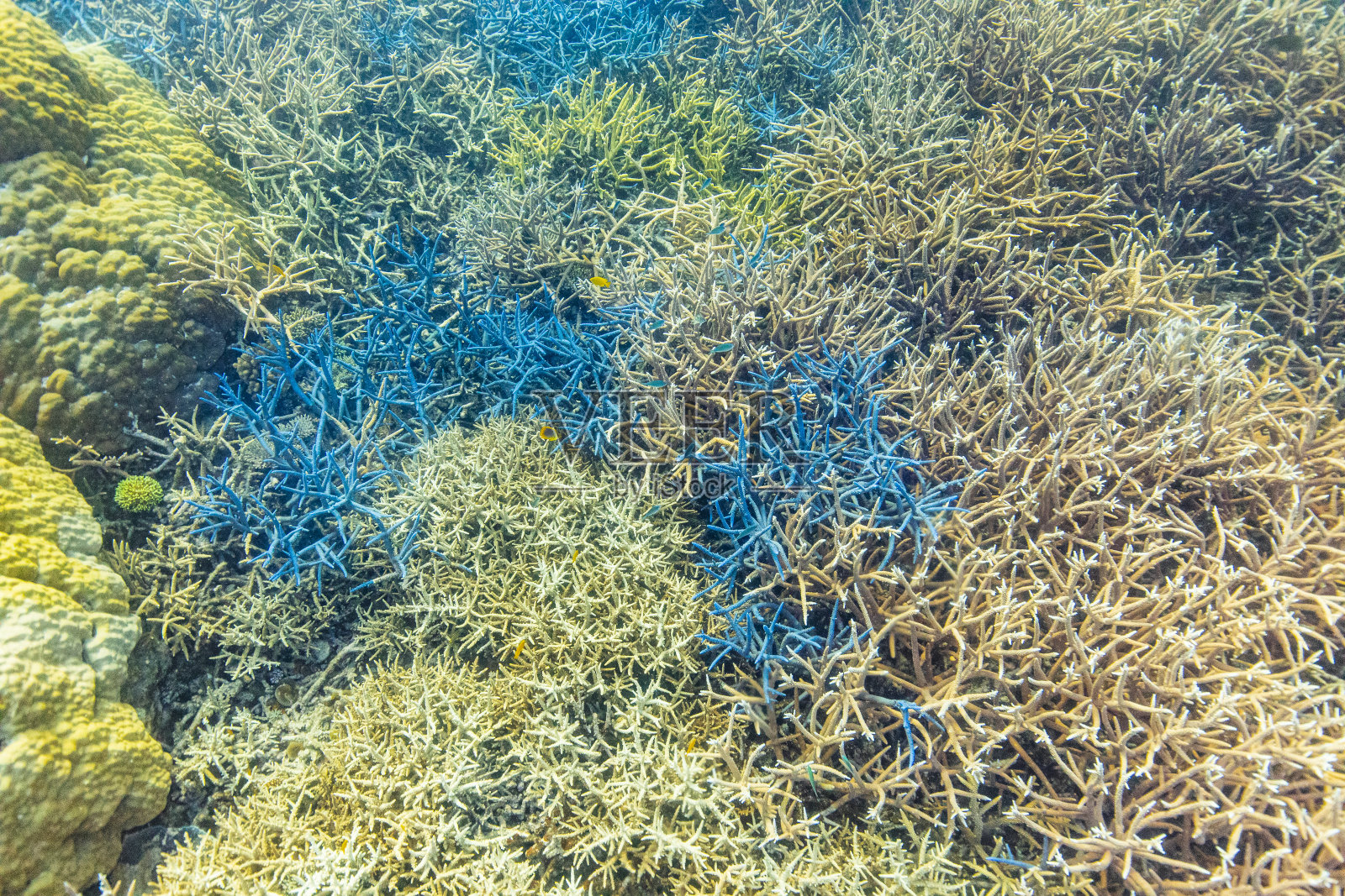 近距离观察大堡礁彩色珊瑚的图案和纹理照片摄影图片