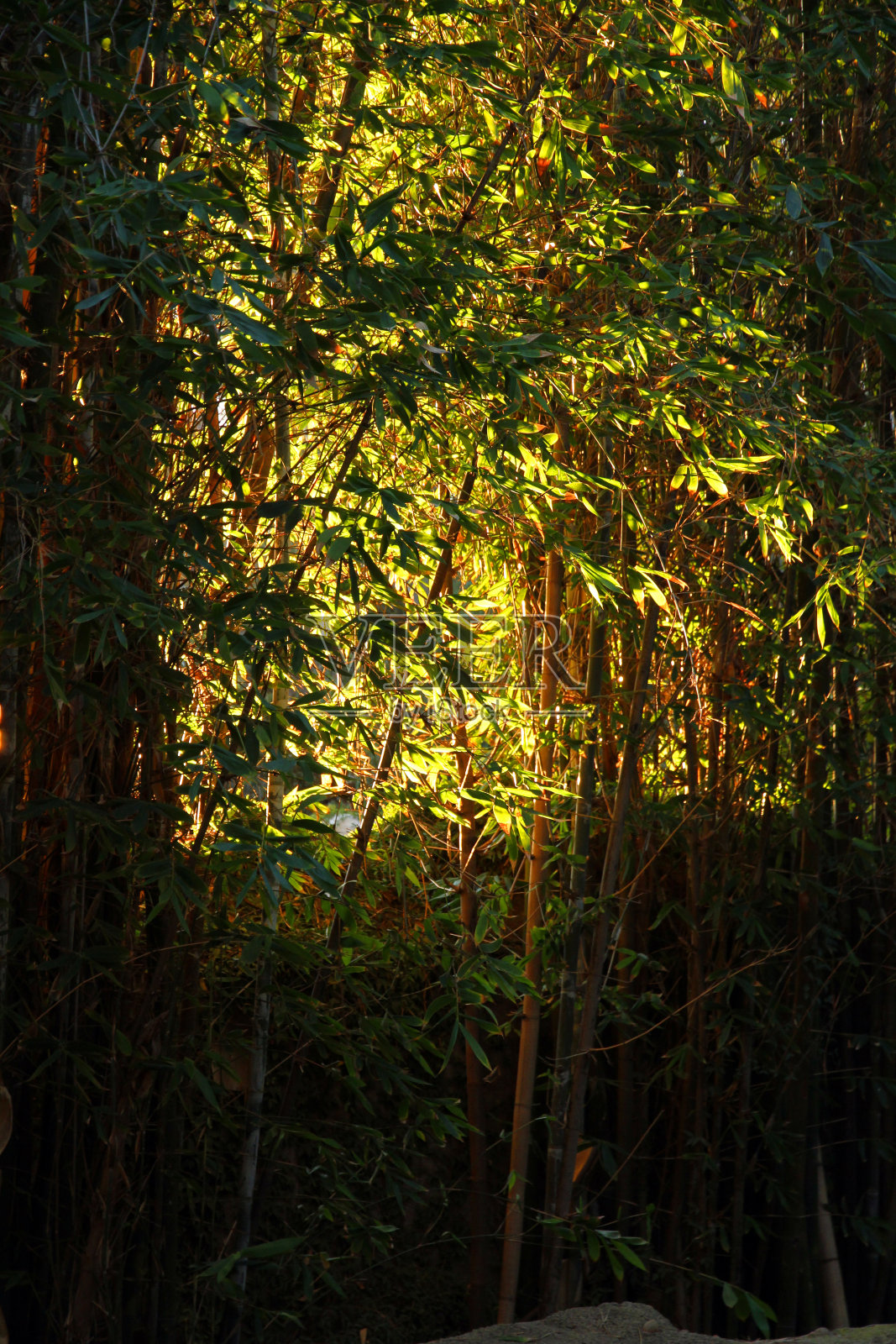 发光的森林照片摄影图片