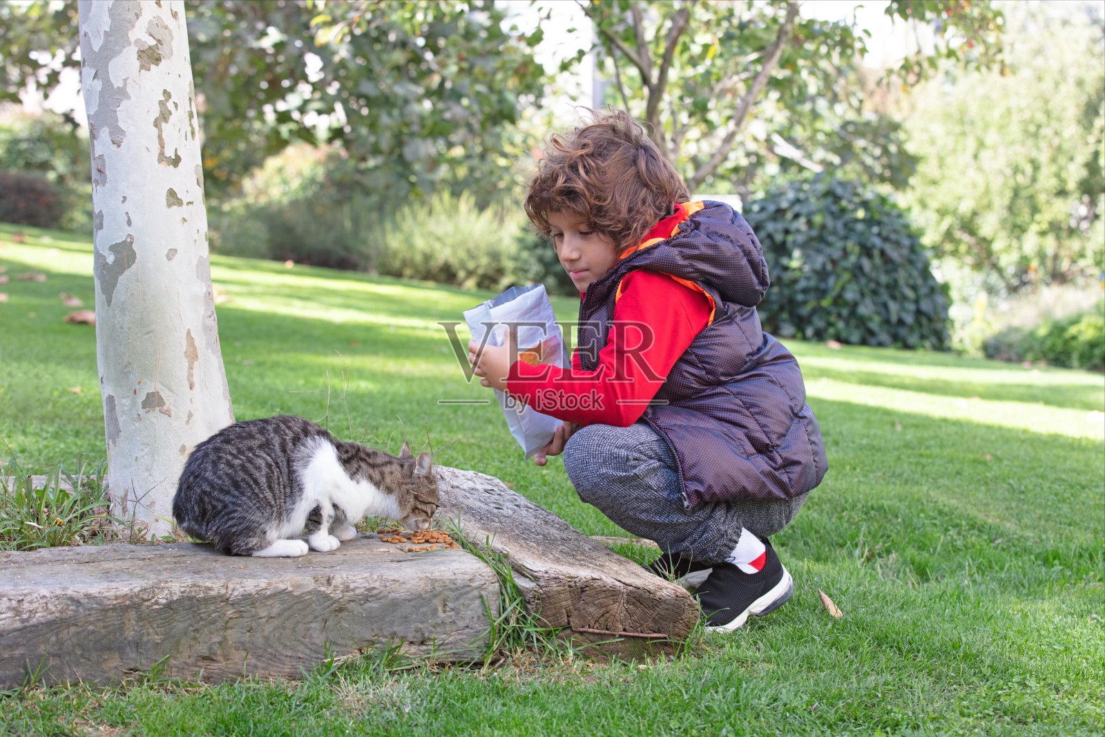 穿格子衬衫的小男孩喂无家可归的猫照片摄影图片