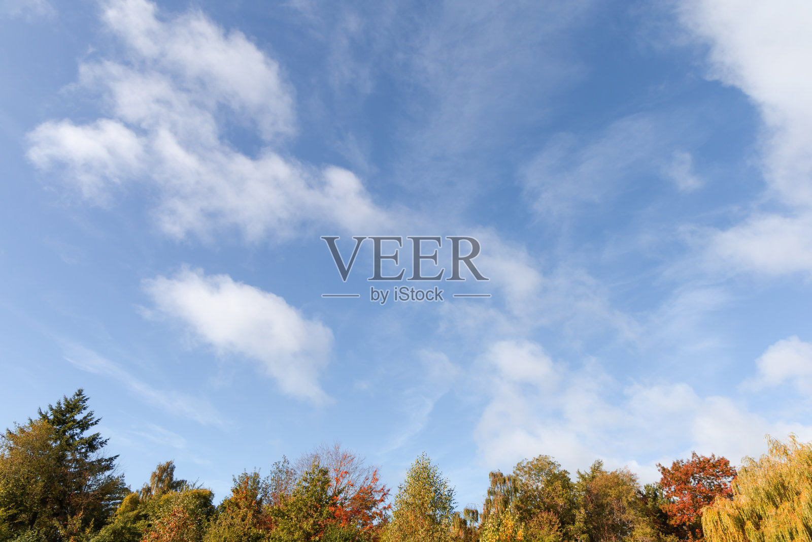 秋天的树梢映衬着云彩的天空。照片摄影图片