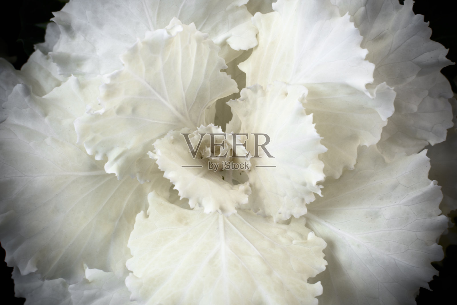 羽衣甘蓝，卷心菜的特殊装饰品种照片摄影图片