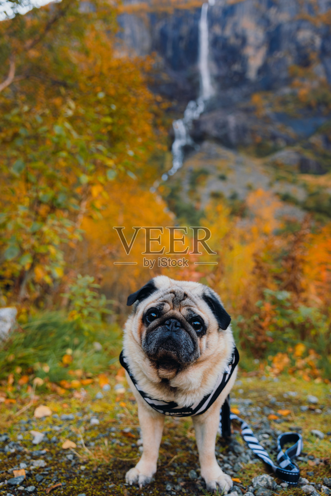 美丽的狗在挪威凝视着秋天照片摄影图片