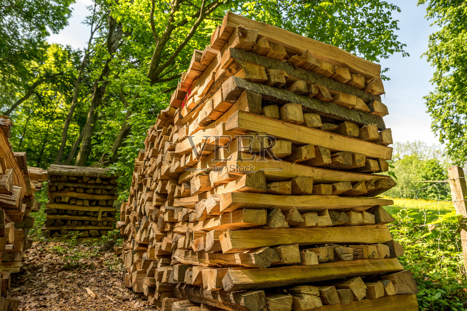 森林里的一堆柴火照片摄影图片