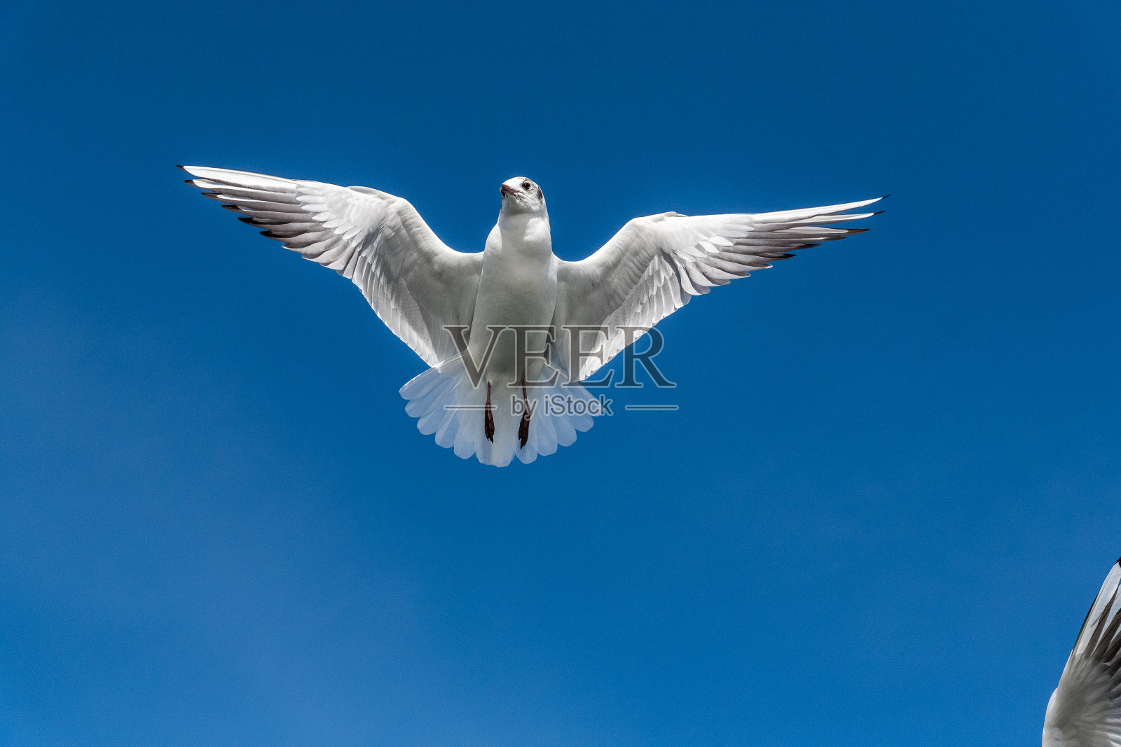 黑头海鸥飞翔照片摄影图片