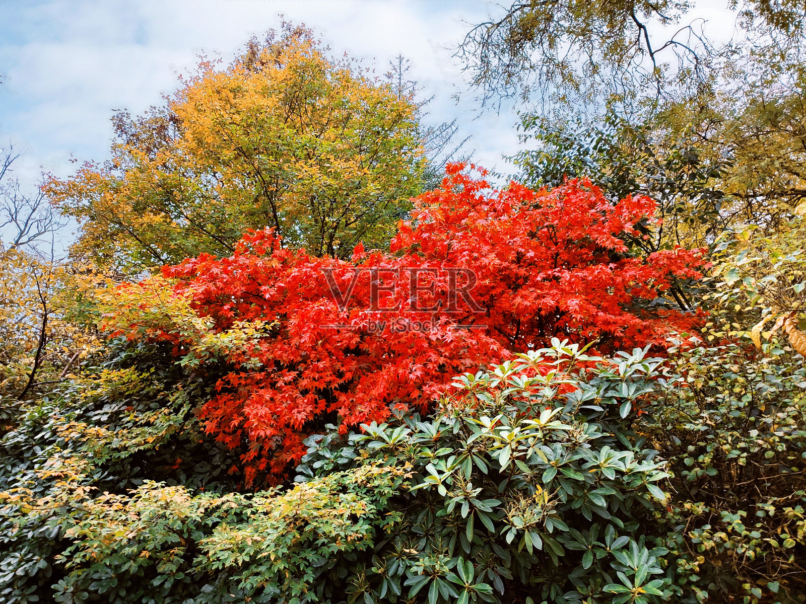 在英国苏格兰格拉斯哥的街道上，秋天里五颜六色的树叶照片摄影图片