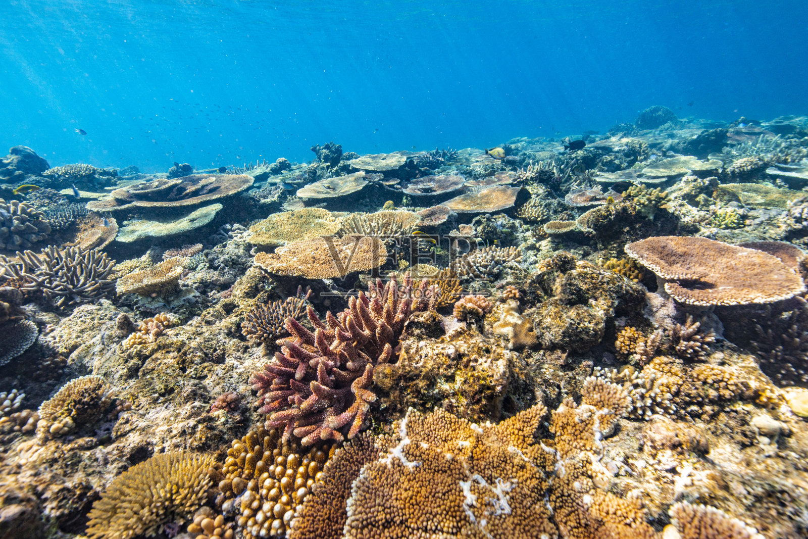 五彩斑斓的水下自然背景，健康的珊瑚礁生态系统，鱼和自然太阳光和深蓝色的海洋。照片摄影图片