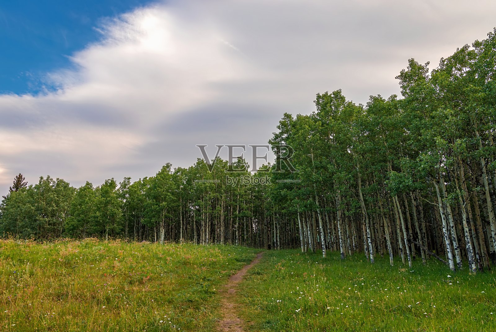 桦树林中的云朵照片摄影图片