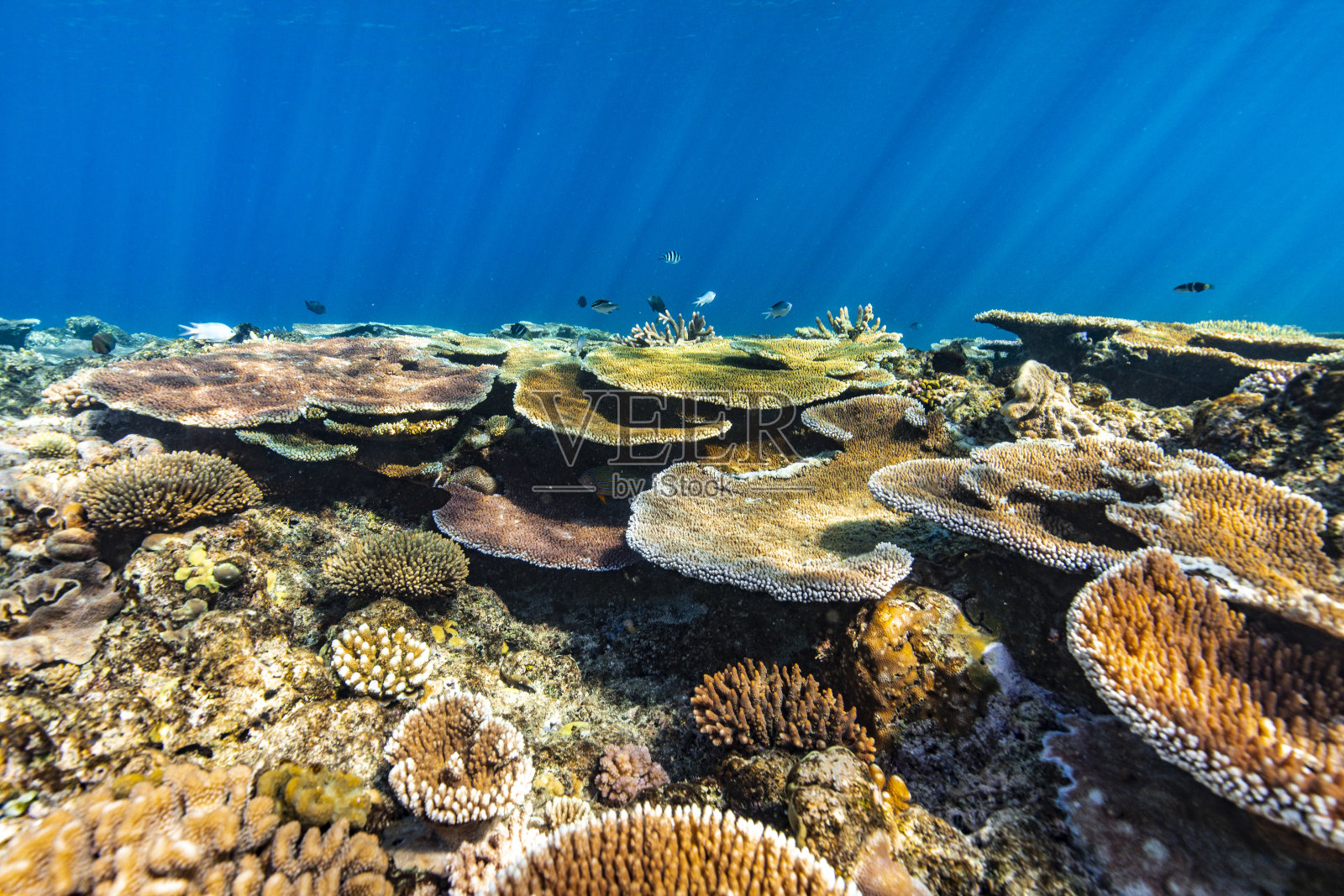 水下自然背景的健康珊瑚花园珊瑚礁生态系统，鱼和自然阳光光线和深蓝色的海洋照片摄影图片