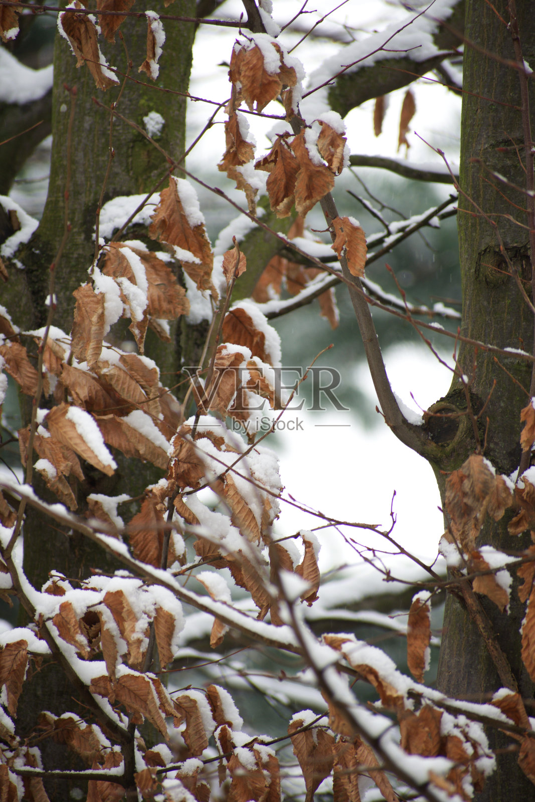 让它雪照片摄影图片