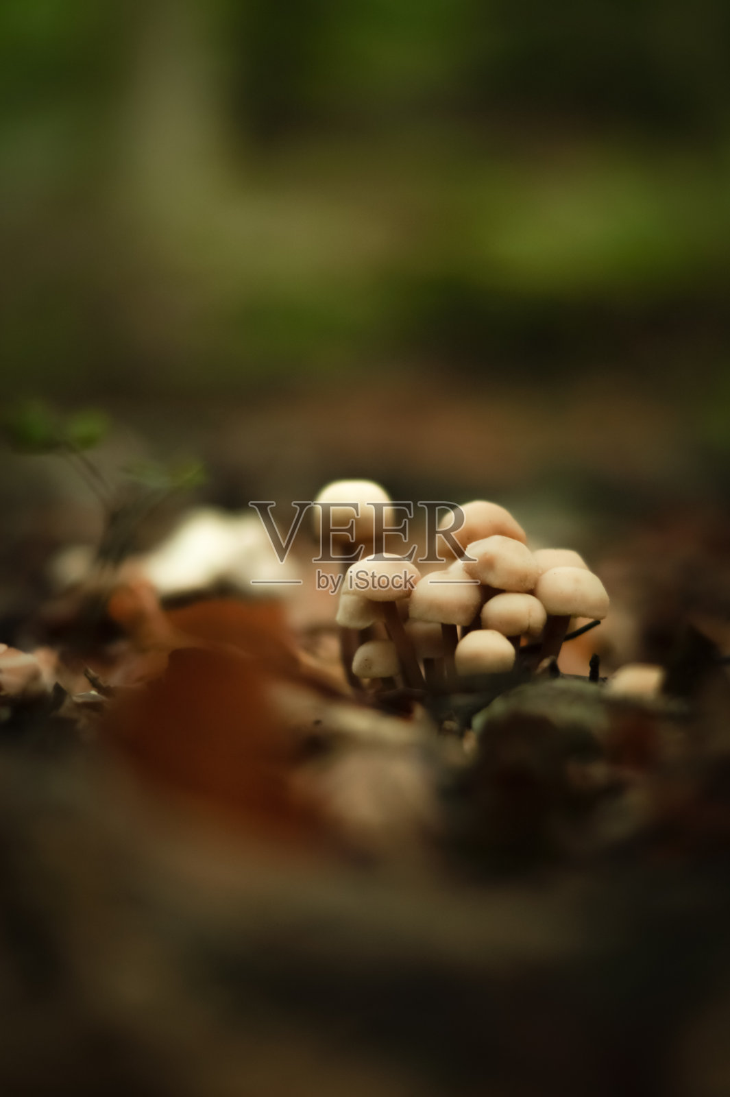 森林里的一群白山毛榉蘑菇照片摄影图片