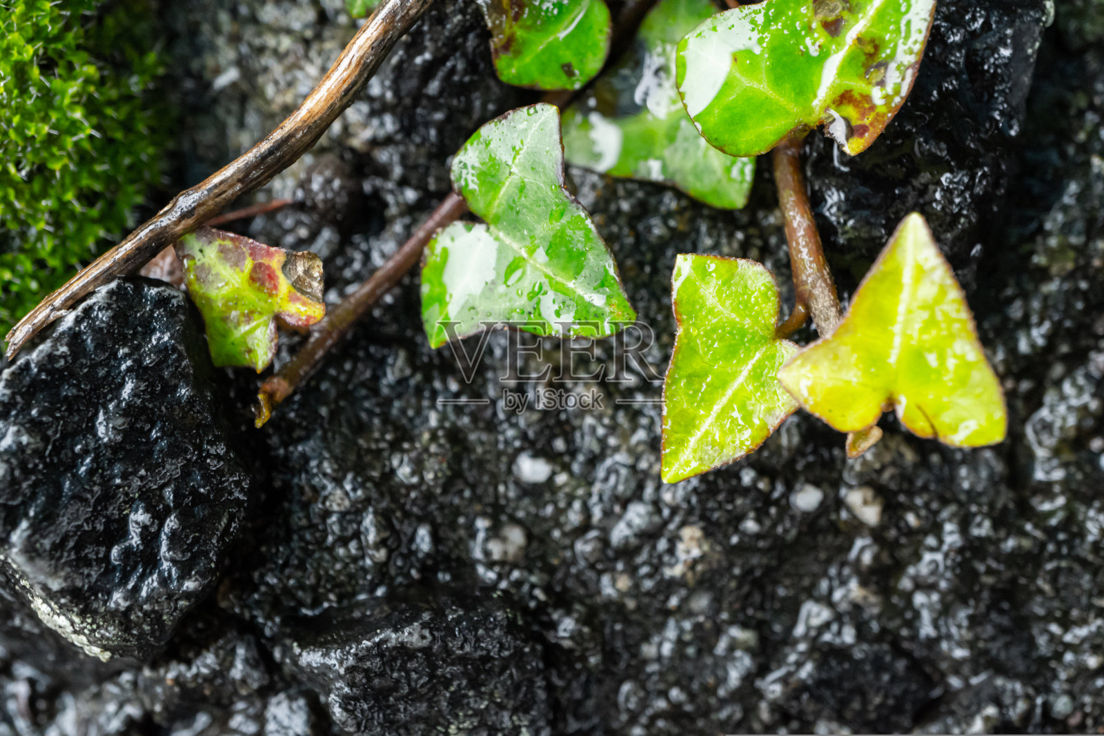 古老的灰色石墙与绿色苔藓纹理的背景照片摄影图片