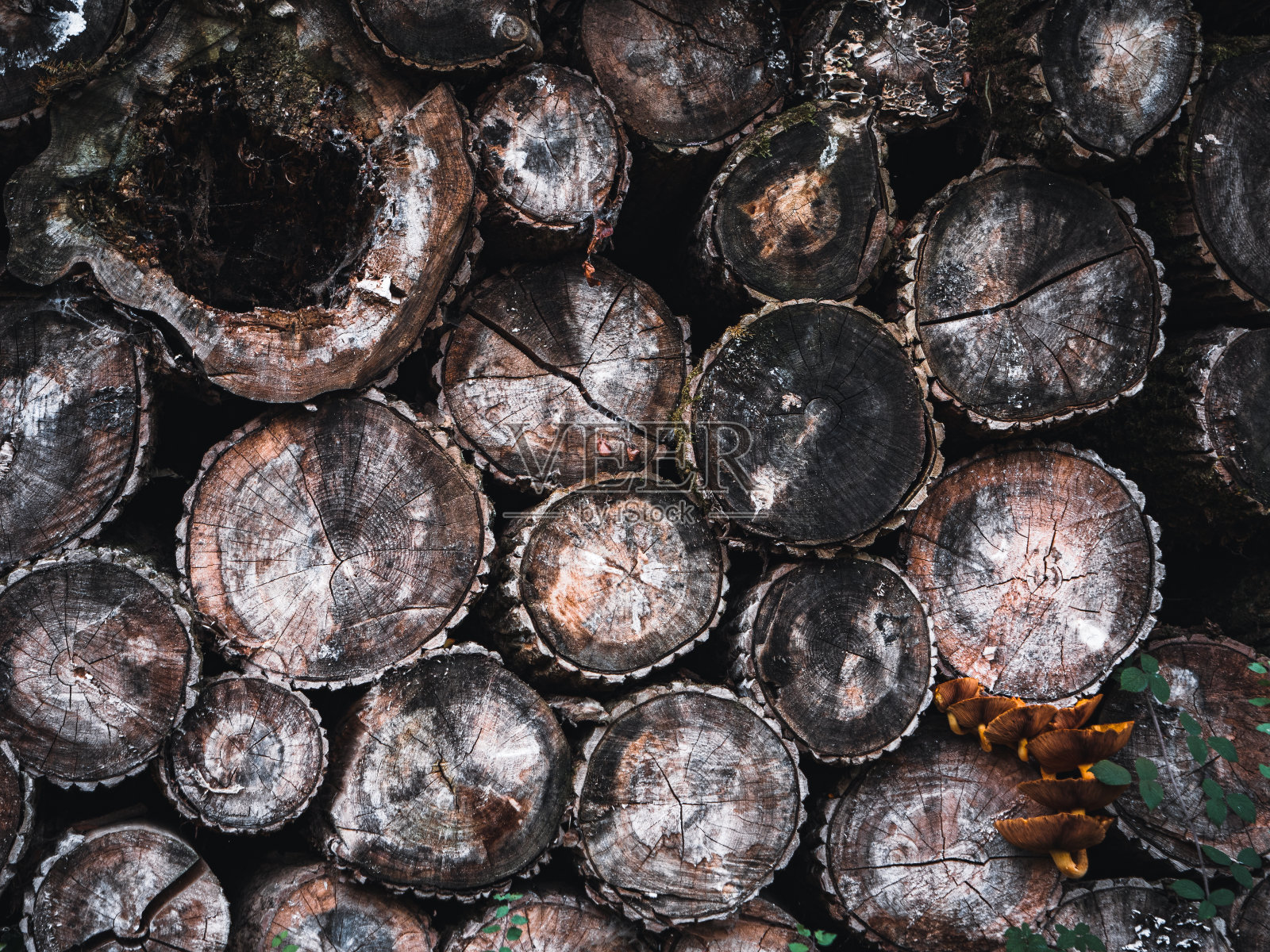 哈姆巴赫森林和艾菲尔照片摄影图片